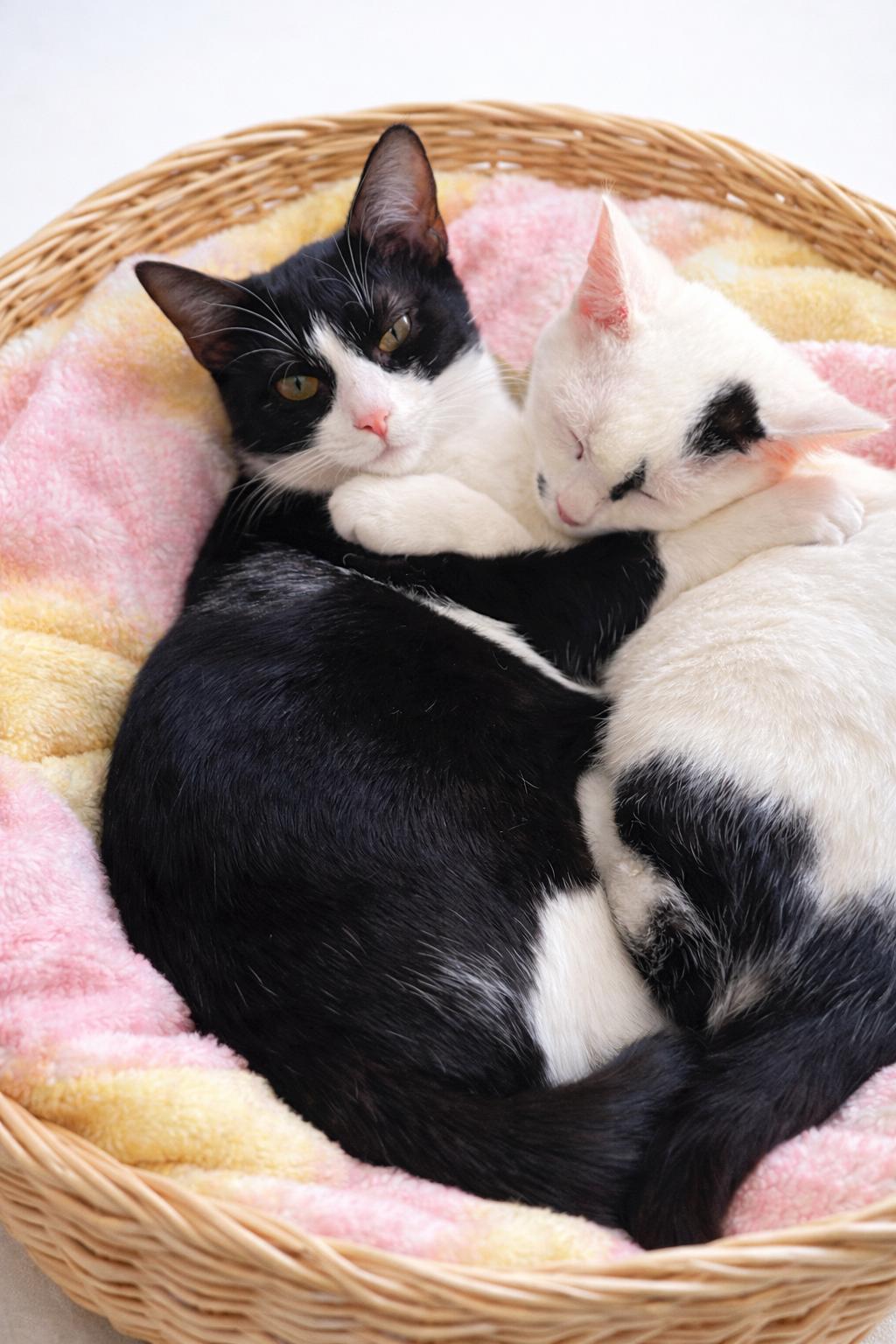 Enlarge Ellie, a Adoptable Domestic Short Hair in Hickory, NC image 2/4