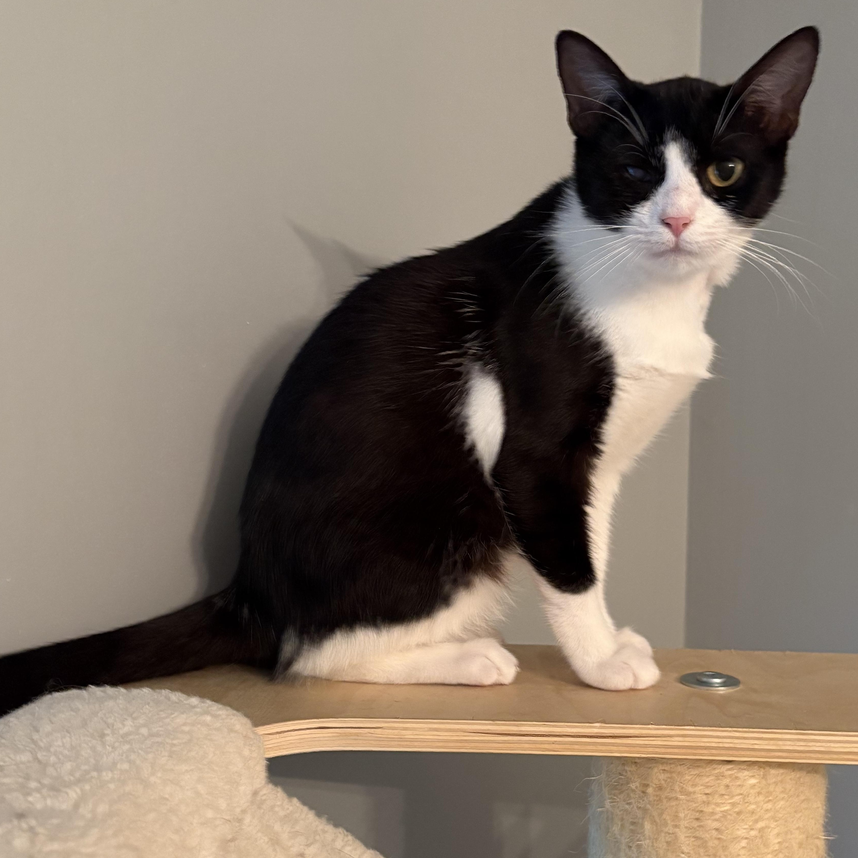 Enlarge Ellie, a Adoptable Domestic Short Hair in Hickory, NC image 1/4