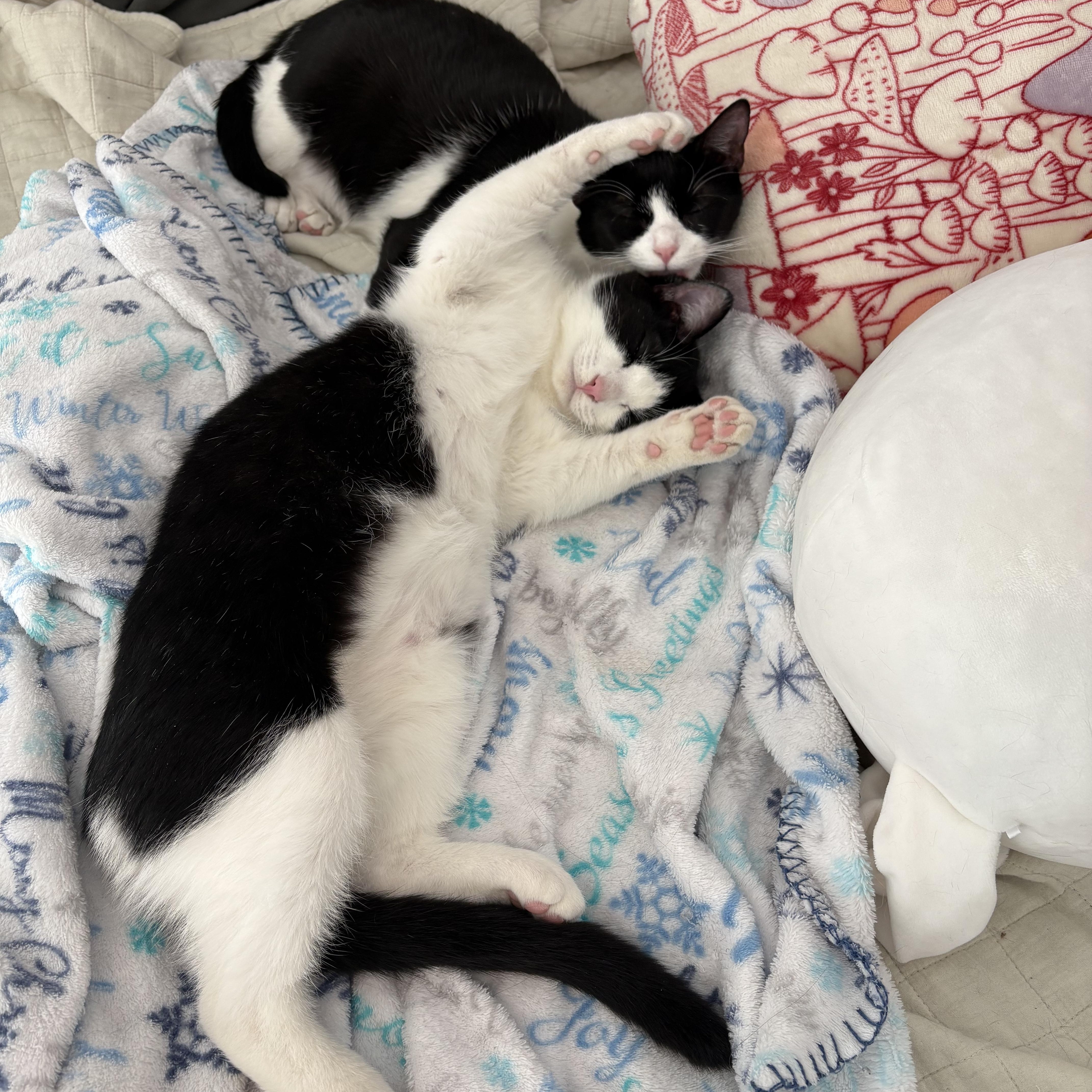 Enlarge Ellie, a Adoptable Domestic Short Hair in Hickory, NC image 6/6