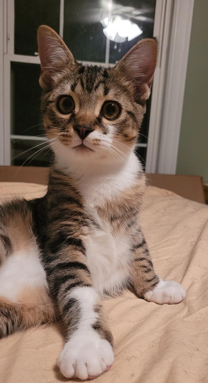 Chesser, Adoptable, Young Male Domestic Short Hair.