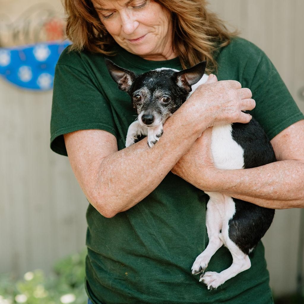Enlarge Shmino, a Adoptable Chihuahua in Chester Springs, PA image 1/3