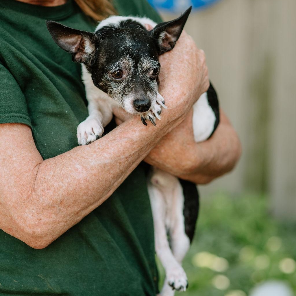 Enlarge Shmino, a Adoptable Chihuahua in Chester Springs, PA image 3/3