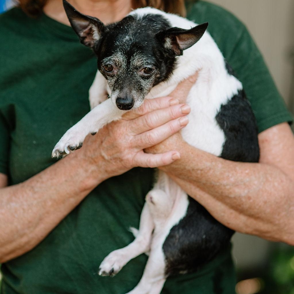 Enlarge Shmino, a Adoptable Chihuahua in Chester Springs, PA image 2/3