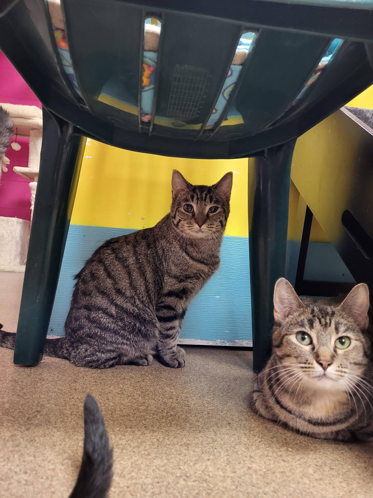 Enlarge Bologna, a ADOPTABLE Domestic Short Hair in Chilton, WI image 2/4