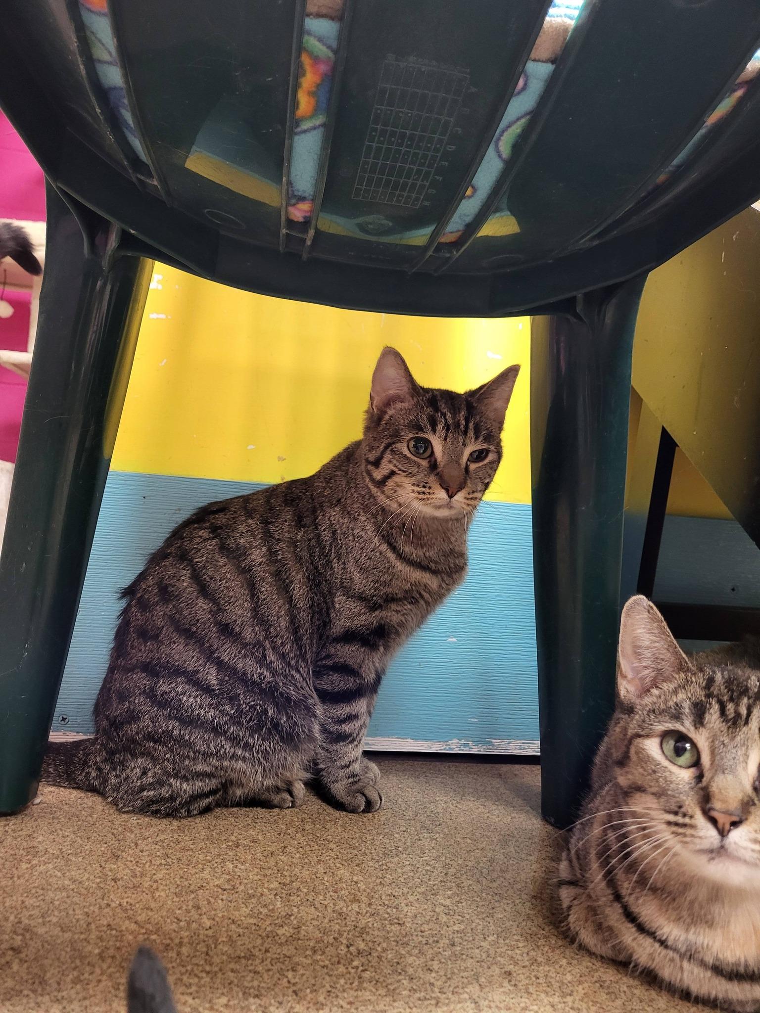 Enlarge Bologna, a ADOPTABLE Domestic Short Hair in Chilton, WI image 3/4