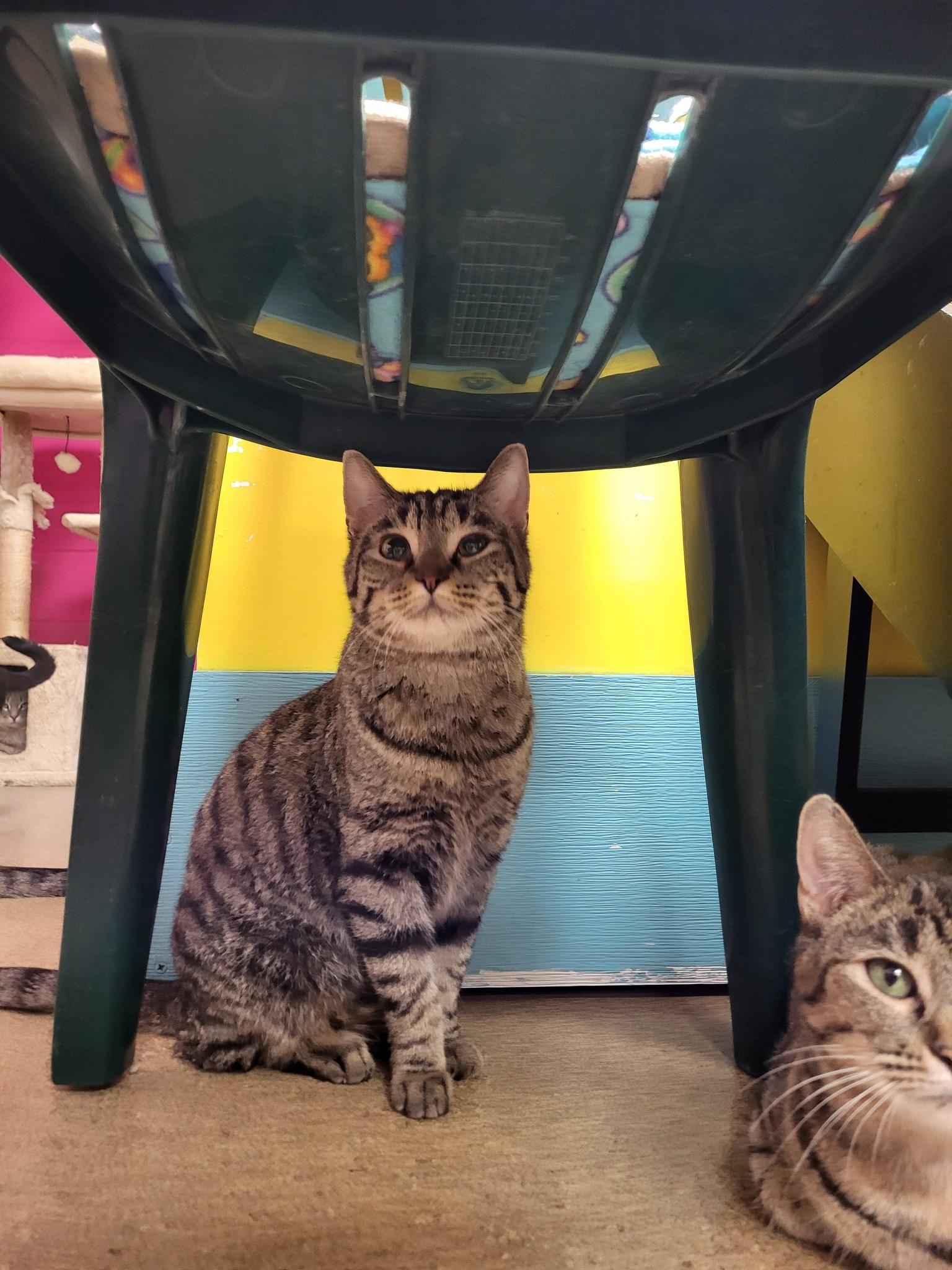 Enlarge Bologna, a ADOPTABLE Domestic Short Hair in Chilton, WI image 4/4