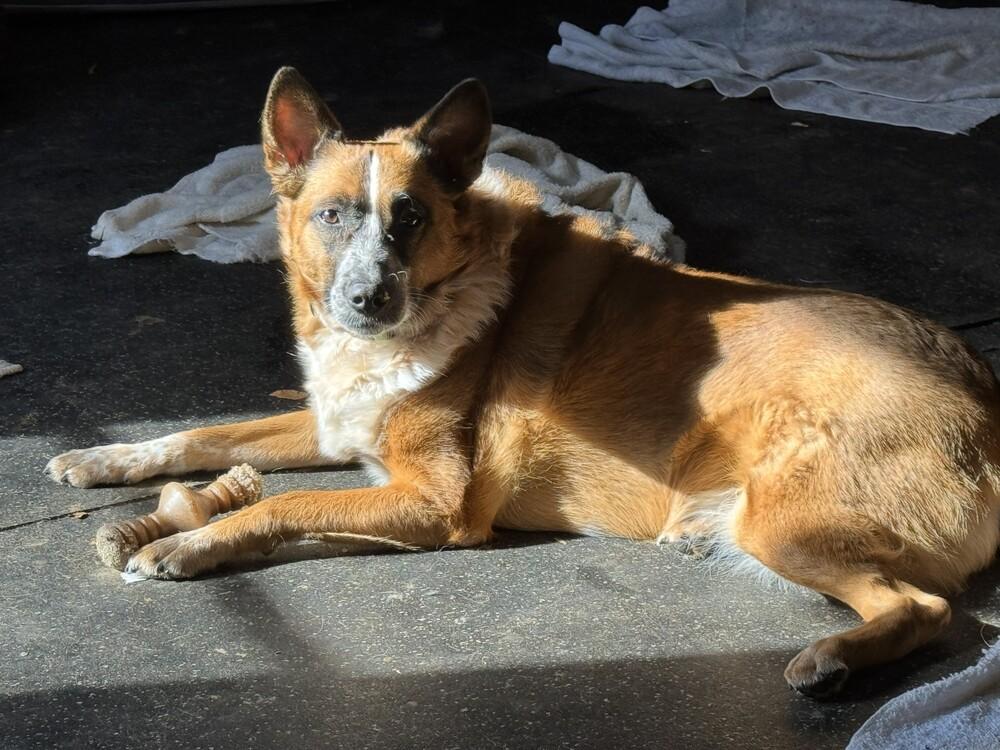 Ella, Adoptable, Adult Female Australian Cattle Dog / Blue Heeler & Siberian Husky.