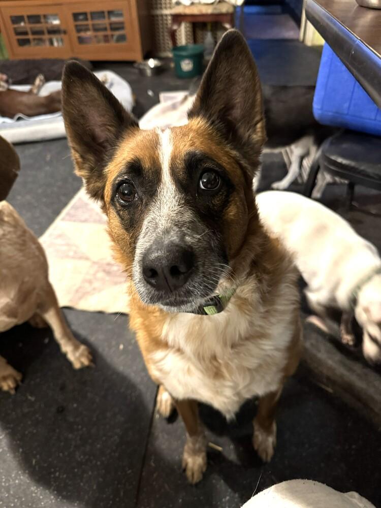 Enlarge Ella, a Adoptable mixed breed in Cloverdale, IN image 2/4