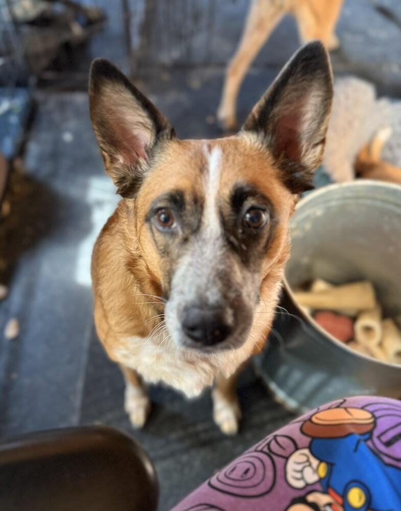 Ella, a Adoptable mixed breed in Cloverdale, IN image 2/2