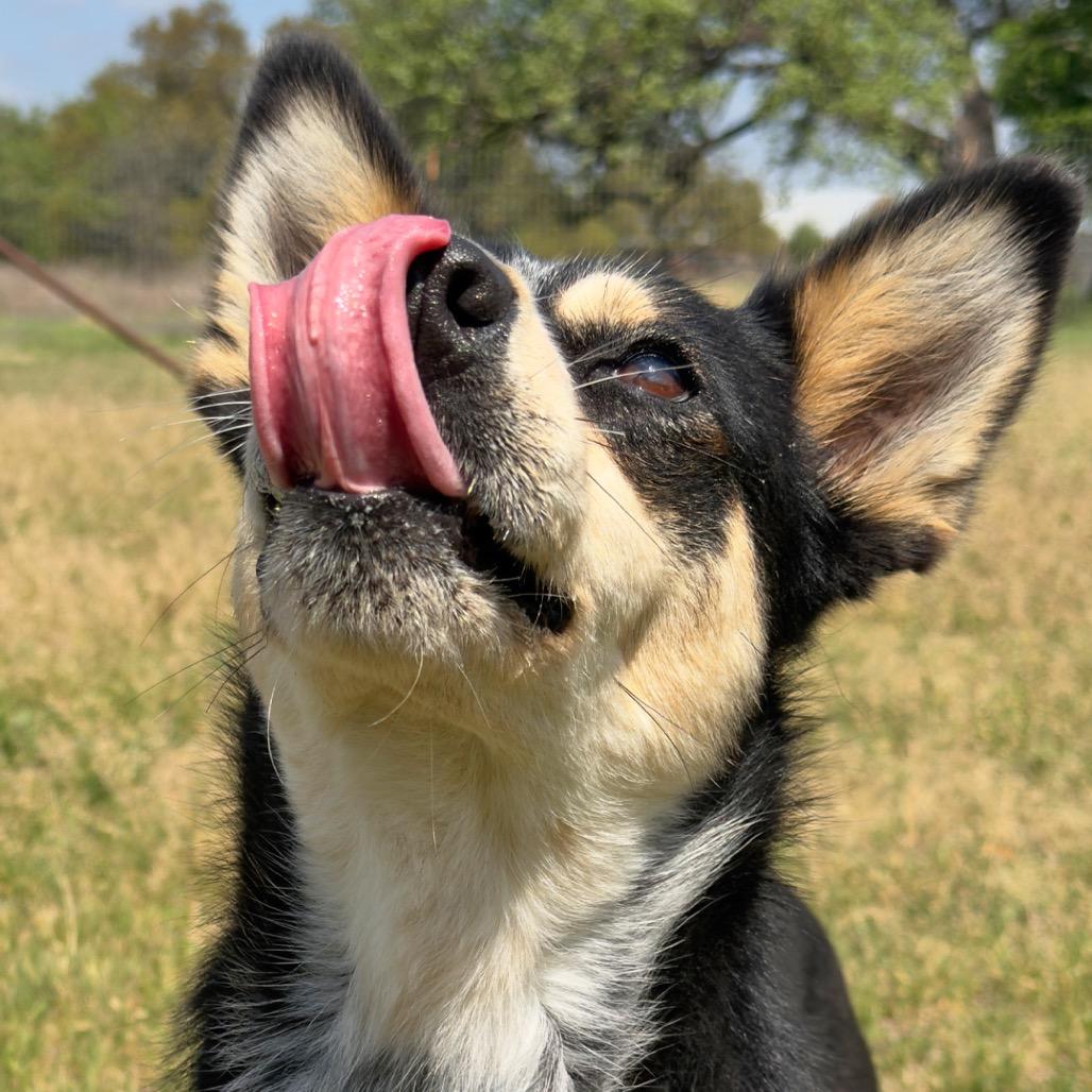 Lillith, Adoptable, Adult Female Mixed Breed.