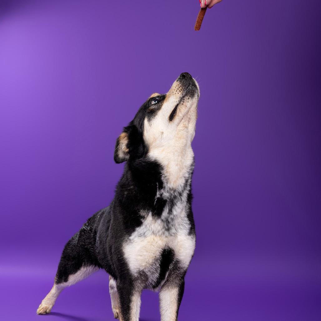 Lillith, a Adoptable Mixed Breed in Leander, TX image 2/6