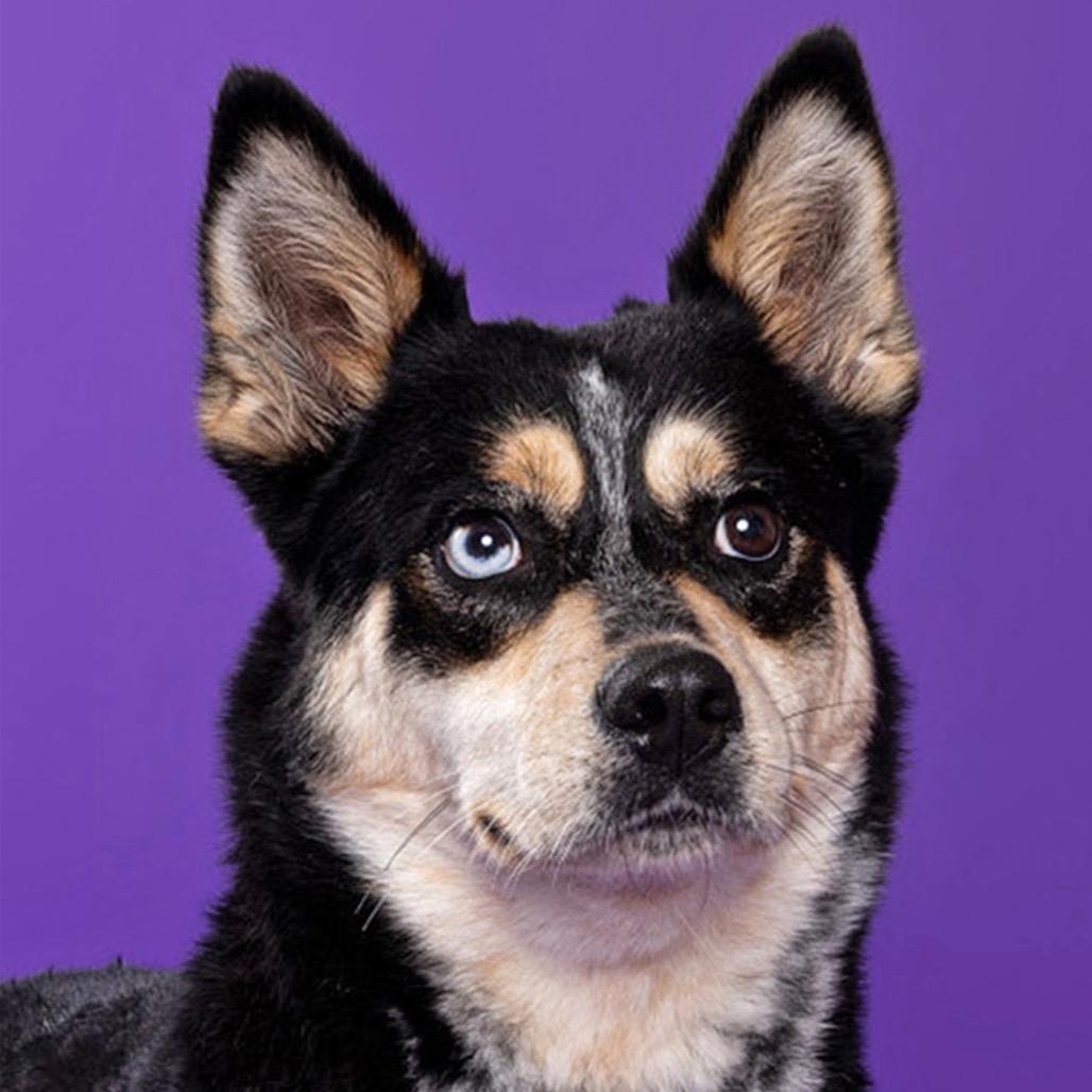 Lillith, a Adoptable Mixed Breed in Leander, TX image 3/6