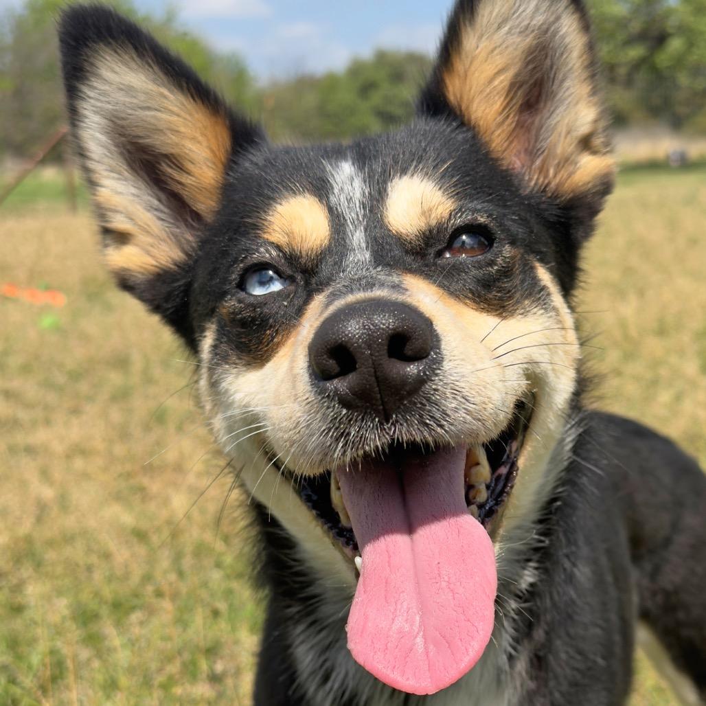 Lillith, a Adoptable Mixed Breed in Leander, TX image 4/6