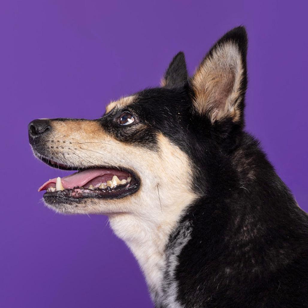 Lillith, a Adoptable Mixed Breed in Leander, TX image 5/6