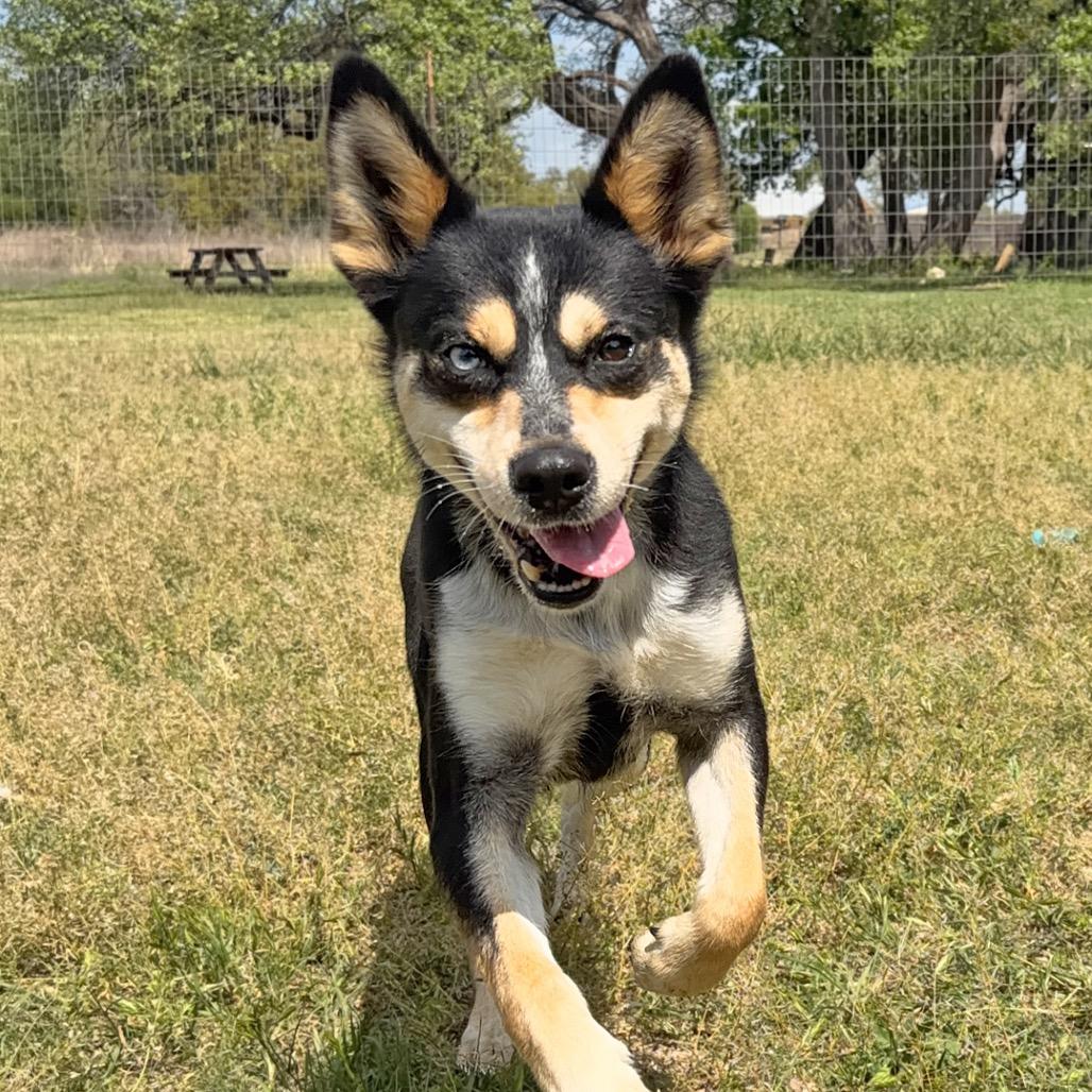 Lillith, a Adoptable Mixed Breed in Leander, TX image 6/6