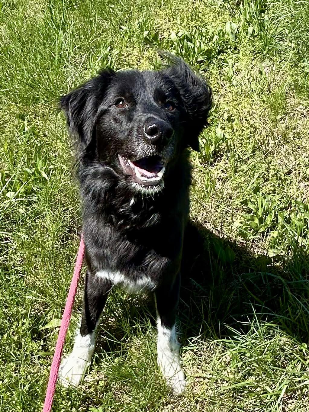 Myla, ADOPTABLE, Young Female Border Collie.