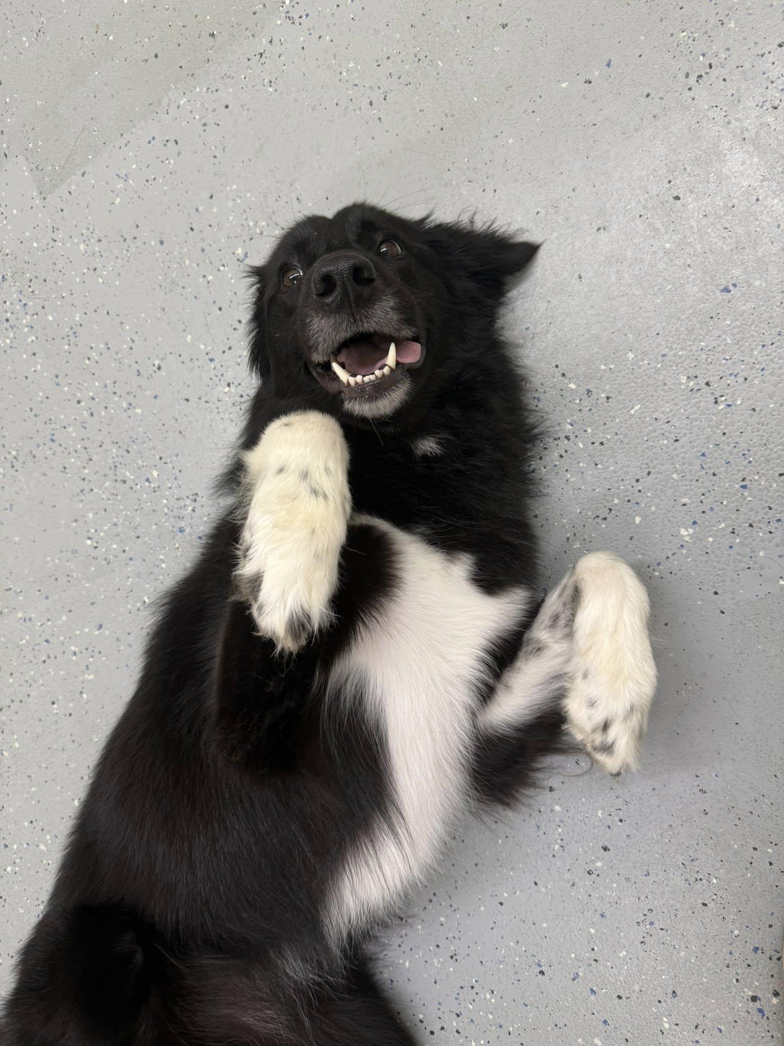 Enlarge Myla, a ADOPTABLE Border Collie in Salisbury, NC image 3/5
