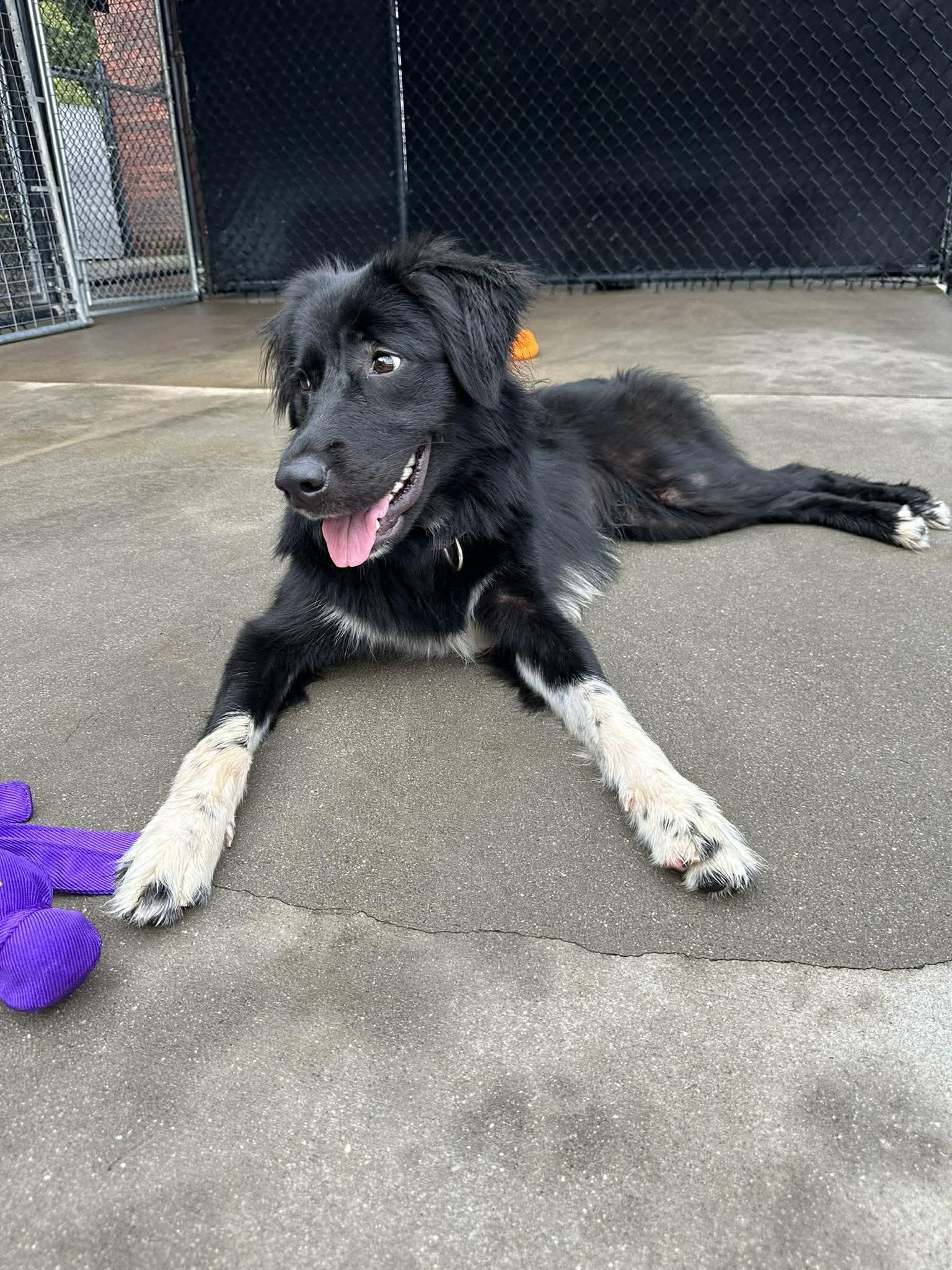 Enlarge Myla, a ADOPTABLE Border Collie in Salisbury, NC image 5/5