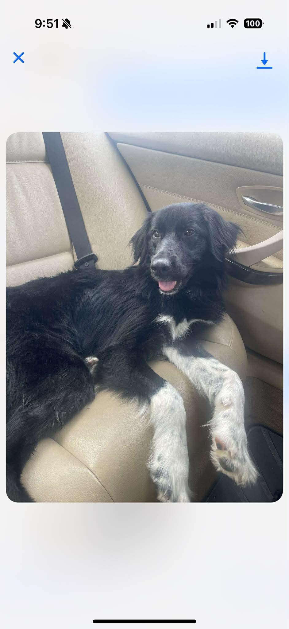 Enlarge Myla, a ADOPTABLE Border Collie in Salisbury, NC image 4/5