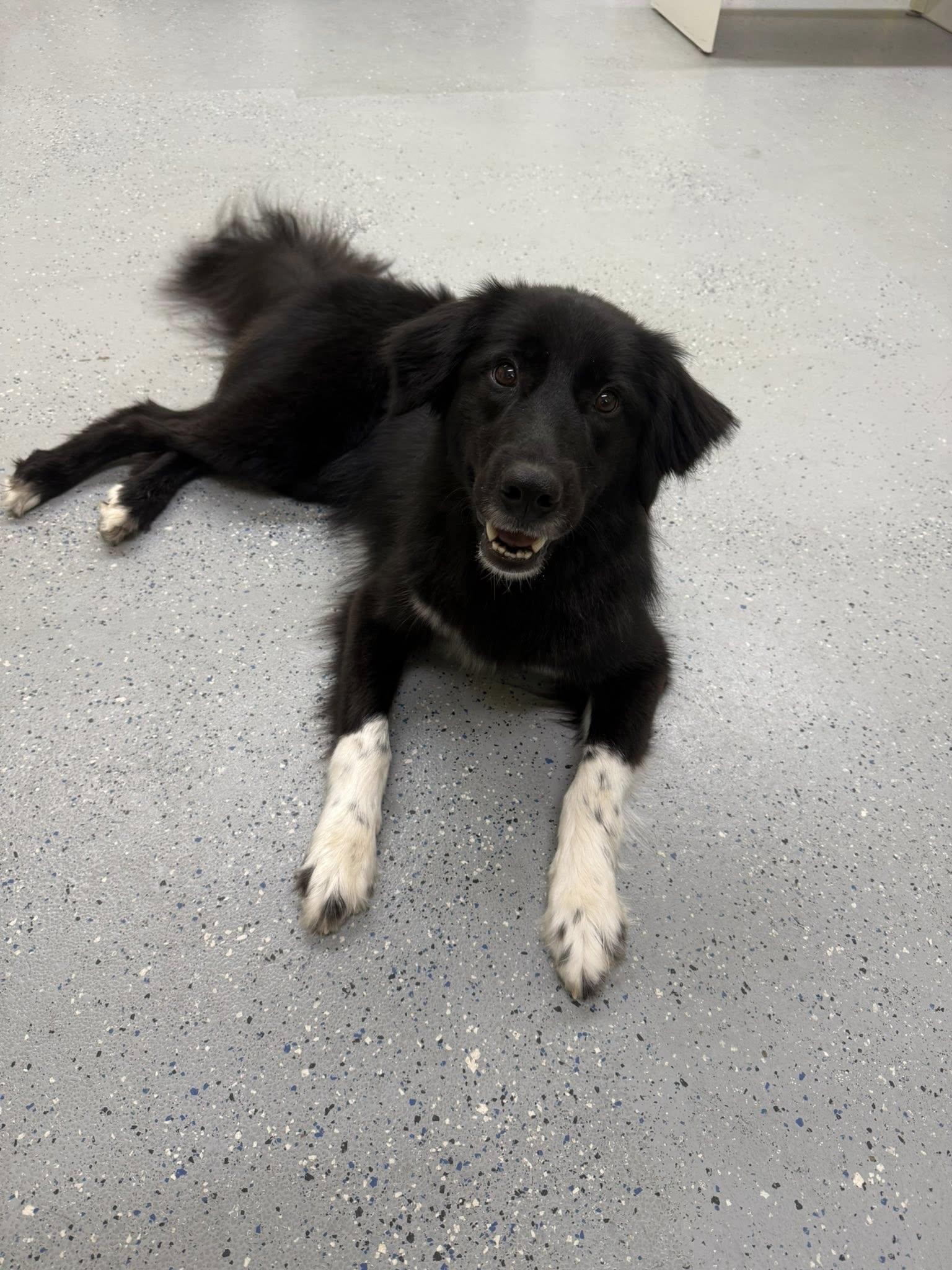 Enlarge Myla, a ADOPTABLE Border Collie in Salisbury, NC image 2/5