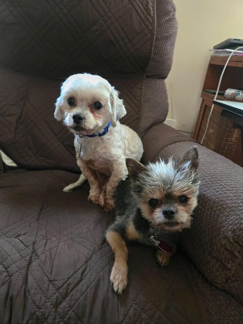 Enlarge Monty and Beeps, a Adoptable mixed breed in Toledo, OH image 4/5