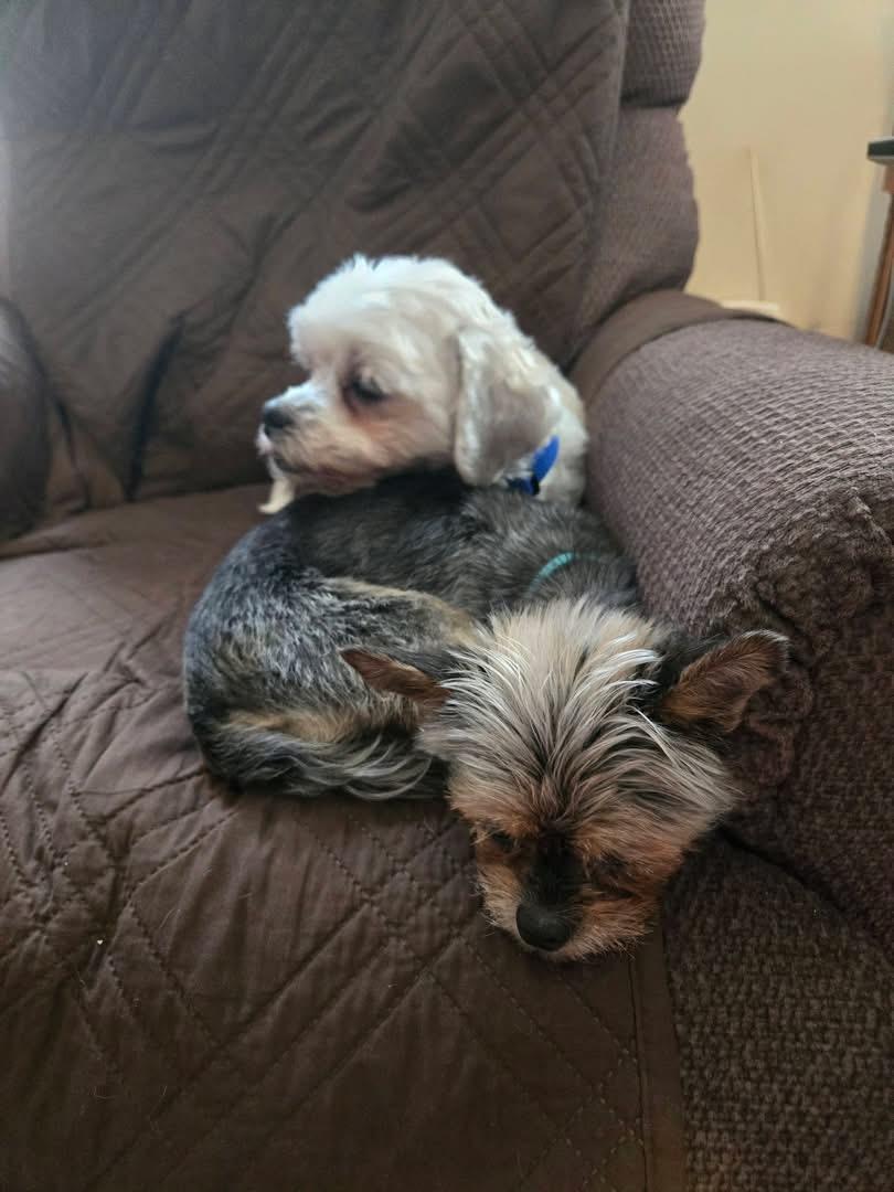 Enlarge Monty and Beeps, a Adoptable mixed breed in Toledo, OH image 5/5