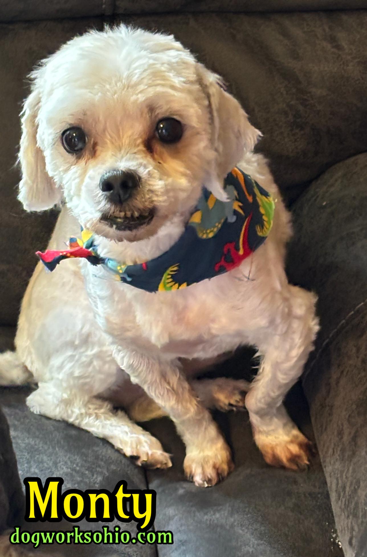 Enlarge Monty and Beeps, a Adoptable mixed breed in Toledo, OH image 1/5