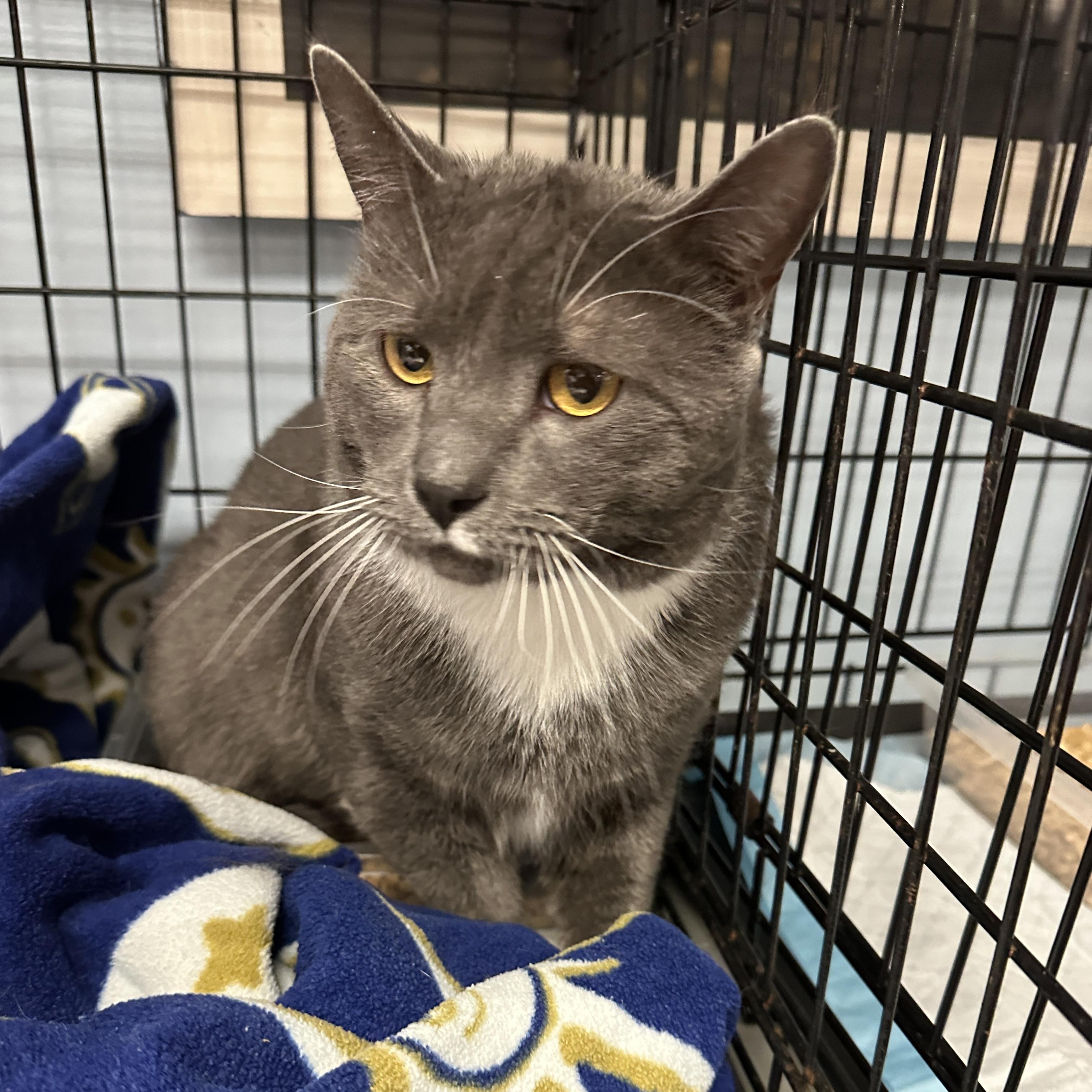 Keenan, Young Male Domestic Short Hair