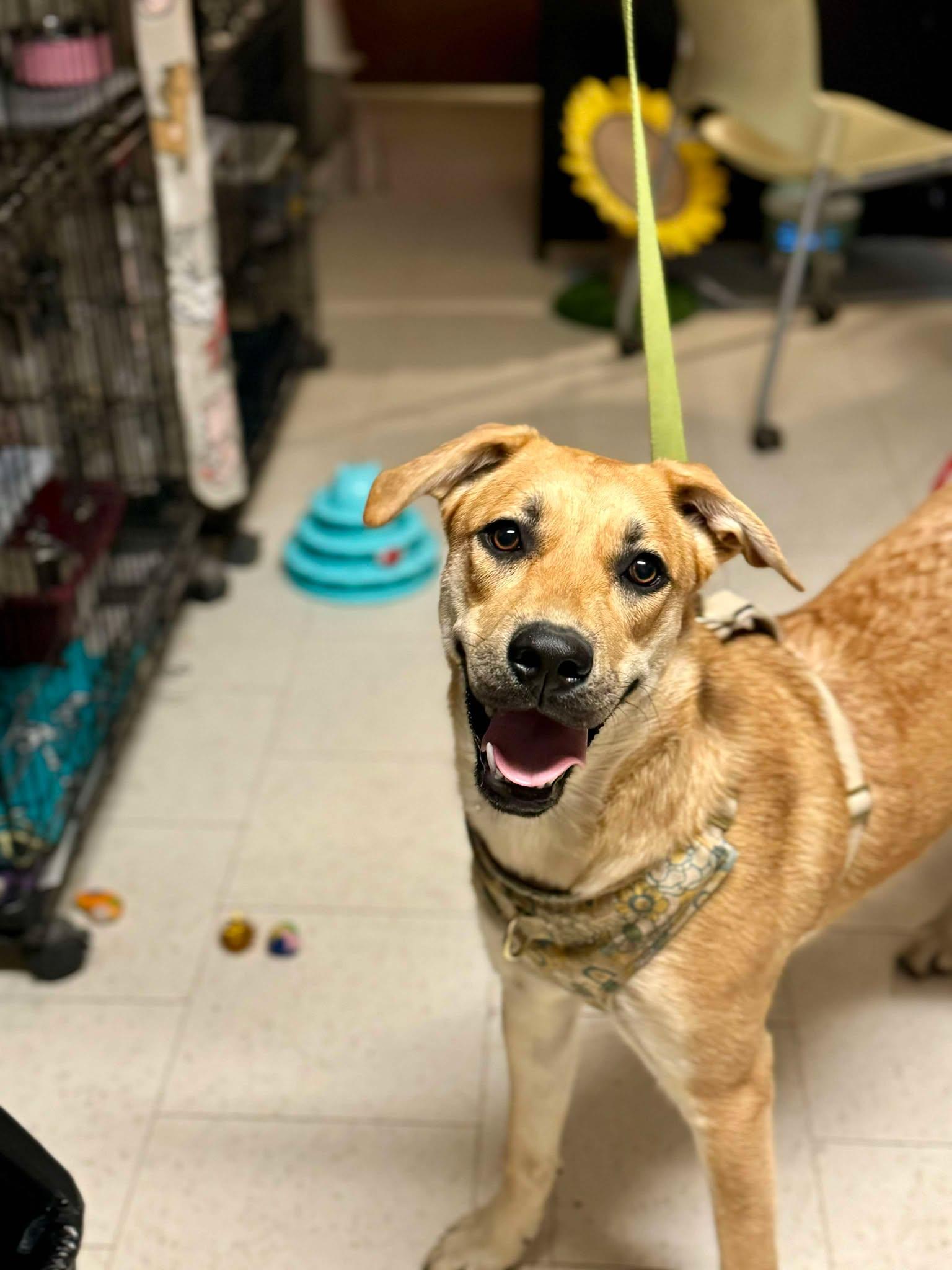 Darcy, a Adoptable mixed breed in Visalia, CA image 3/5