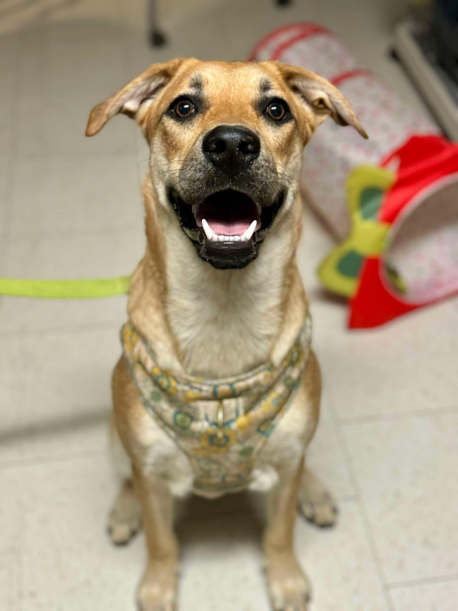 Darcy, a Adoptable mixed breed in Visalia, CA image 2/5