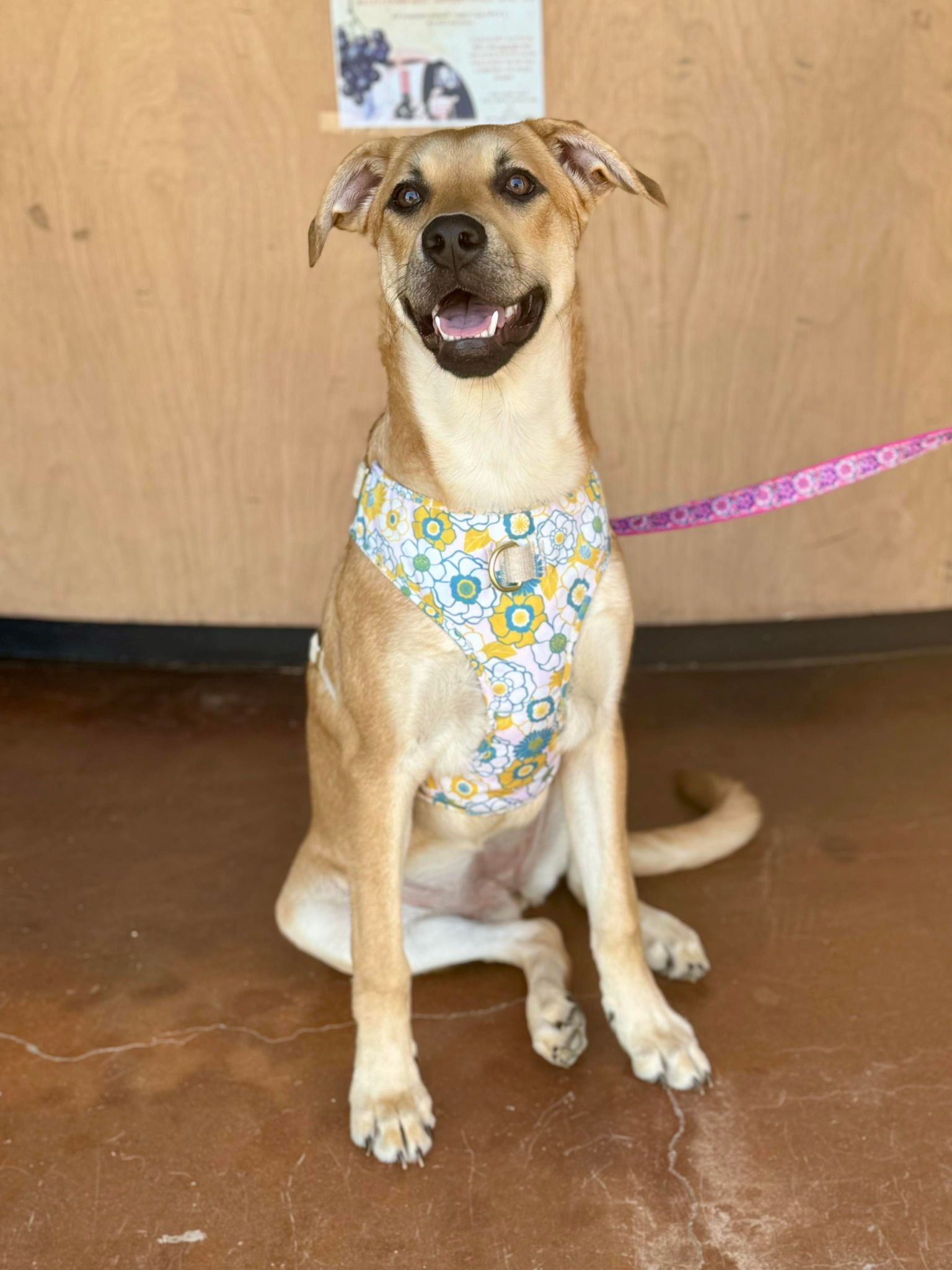 Darcy, a Adoptable mixed breed in Visalia, CA image 5/5