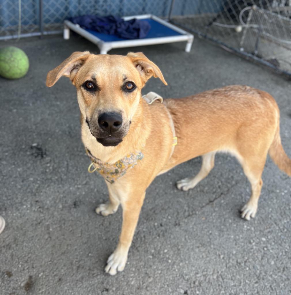 Darcy, a Adoptable mixed breed in Visalia, CA image 4/5