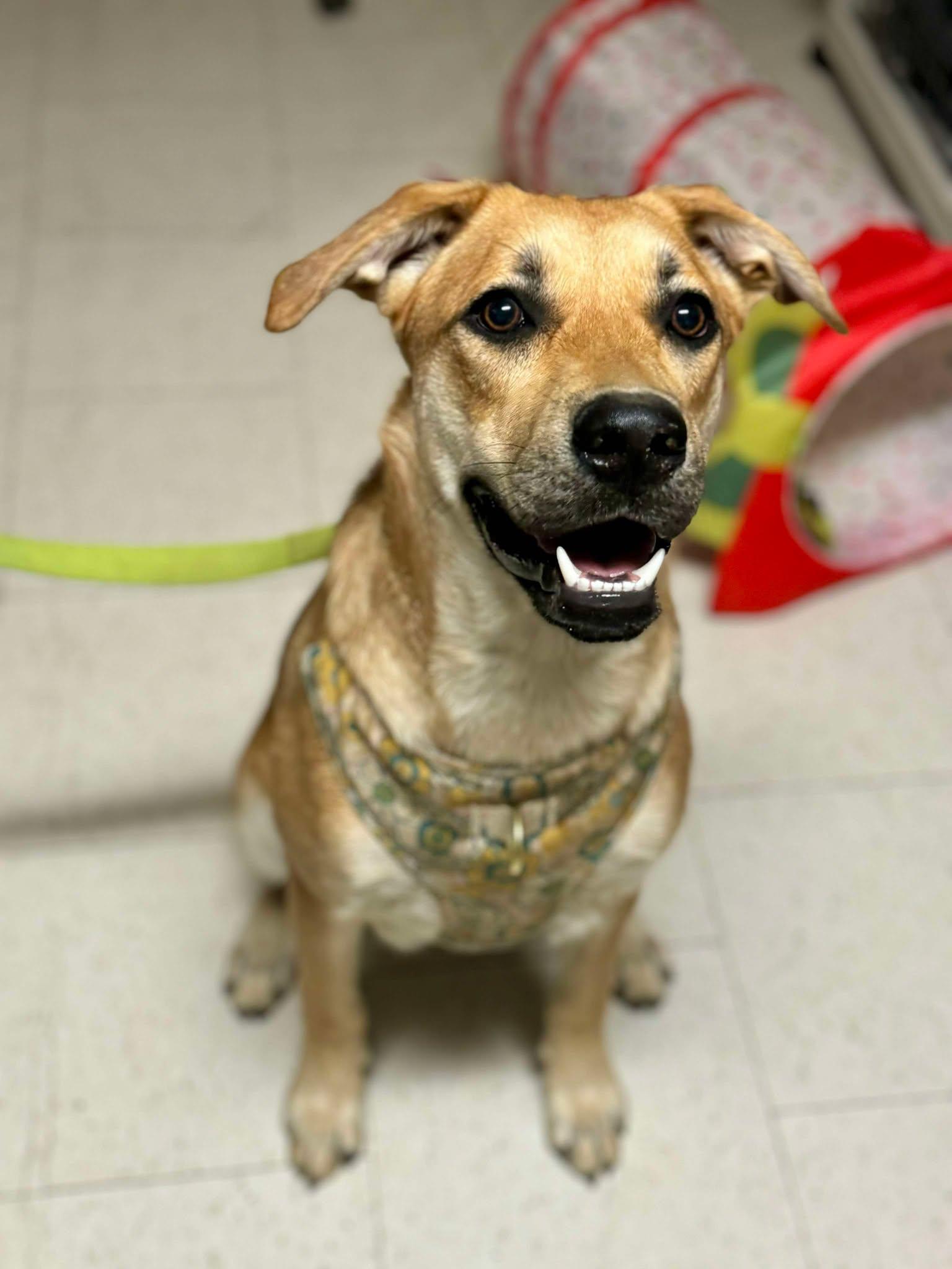 Darcy, Adoptable, Young Female Shepherd.