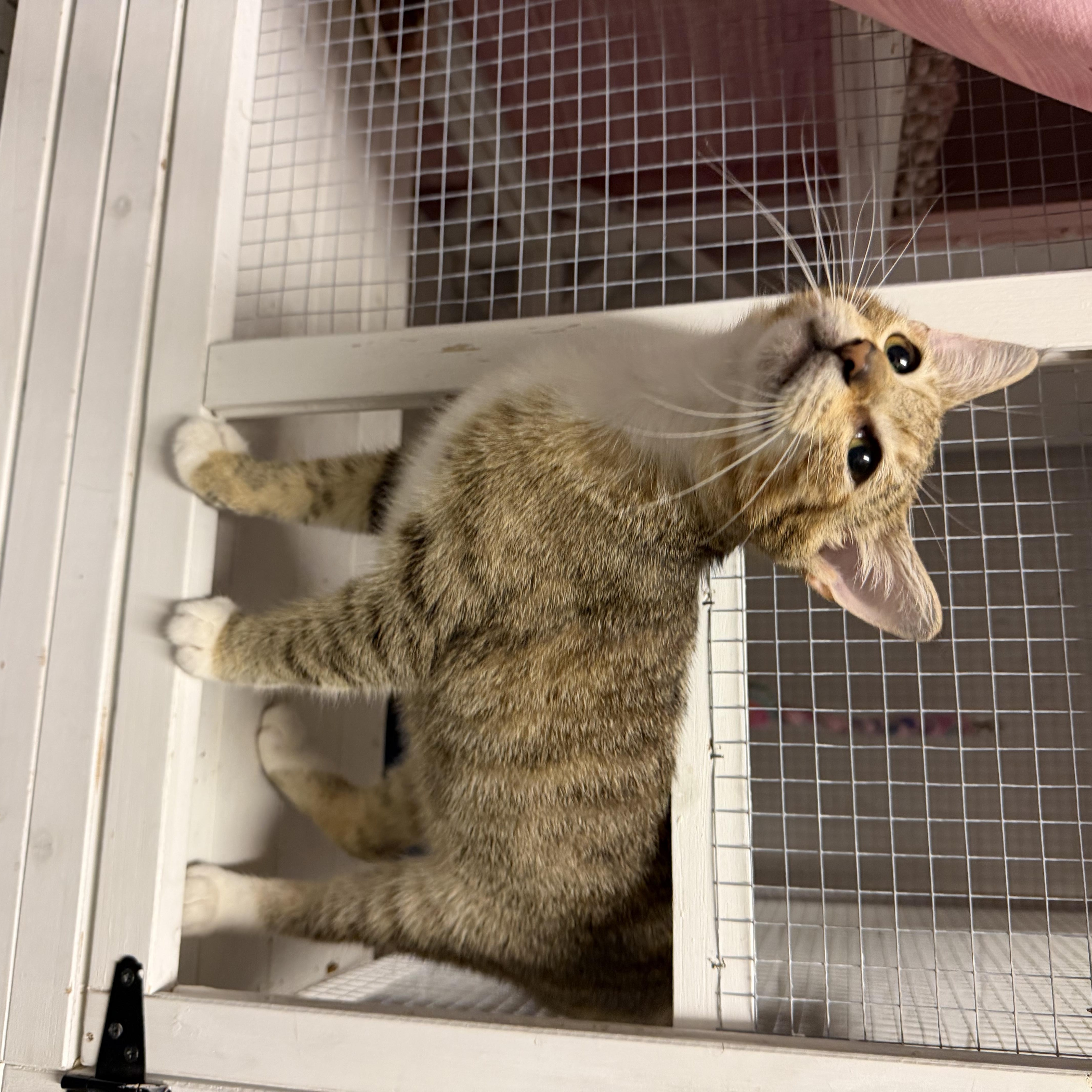 Enlarge Pirate, a ADOPTABLE Domestic Short Hair in Boston, MA image 4/4