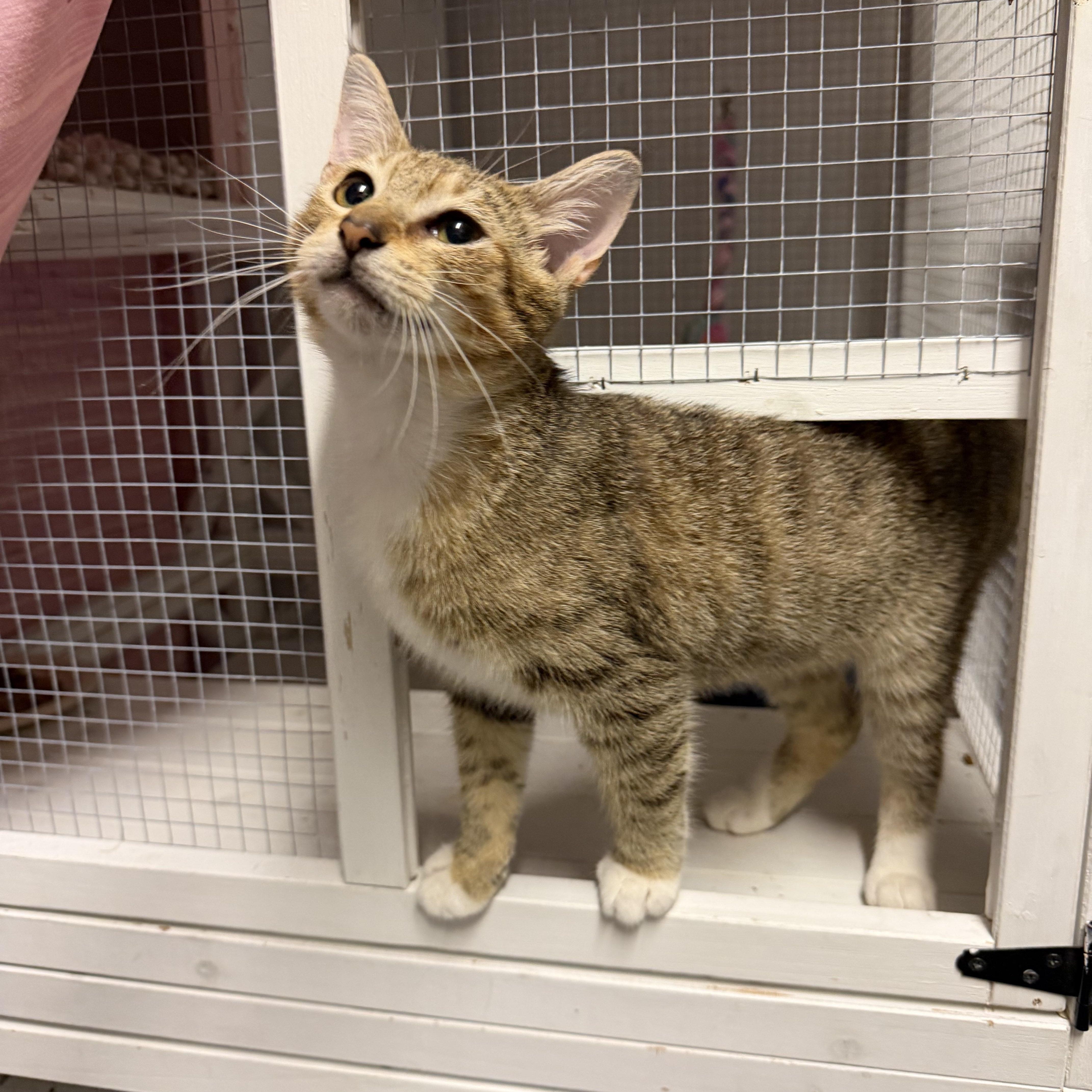 Enlarge Pirate, an adopted Domestic Short Hair in Boston, MA image 5/6