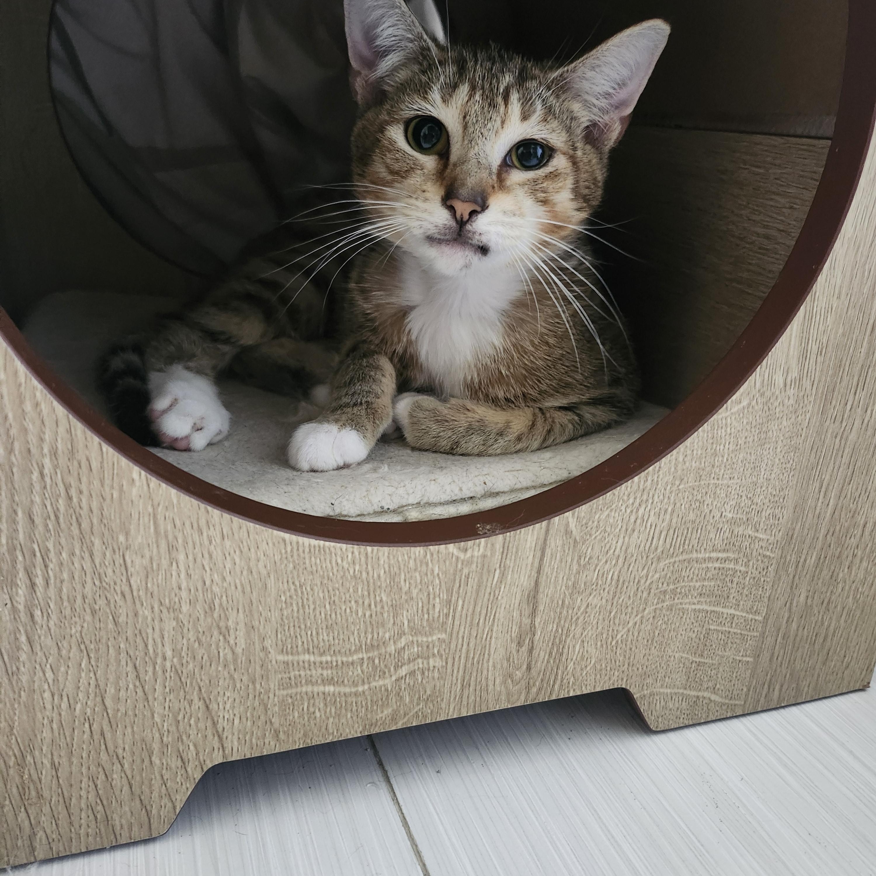 Enlarge Pirate, a ADOPTABLE Domestic Short Hair in Boston, MA image 1/4