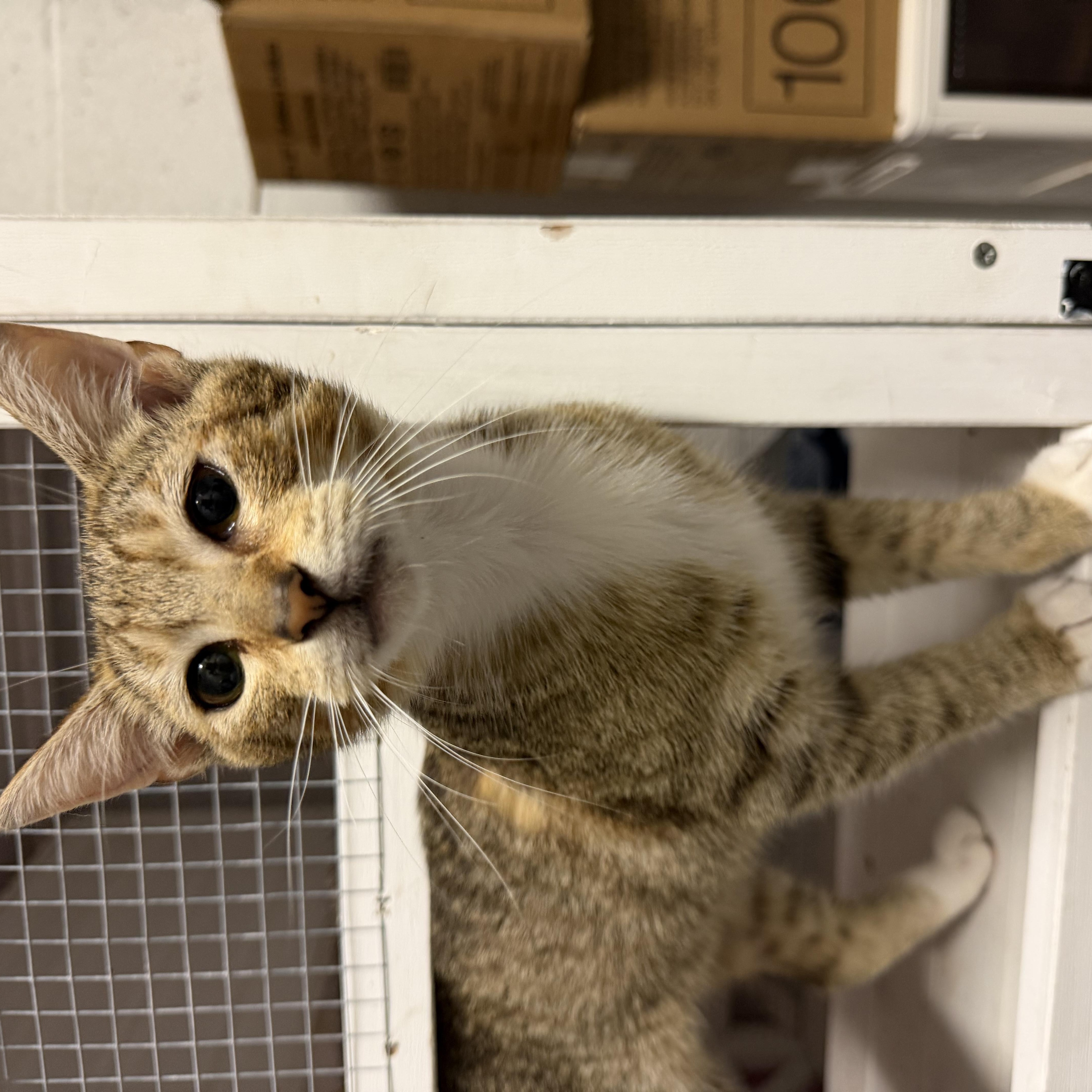 Enlarge Pirate, a ADOPTABLE Domestic Short Hair in Boston, MA image 2/4