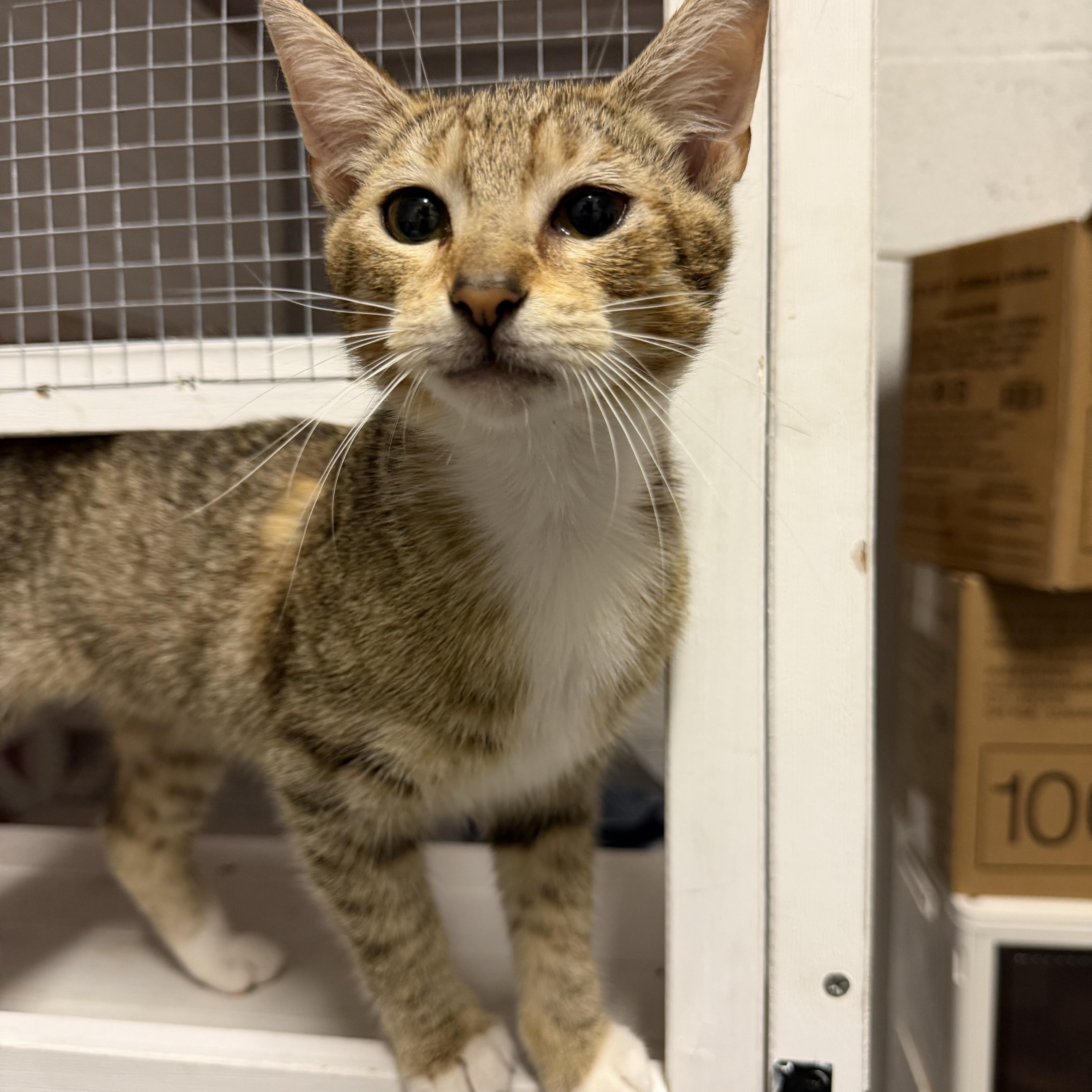 Enlarge Pirate, an adopted Domestic Short Hair in Boston, MA image 3/6