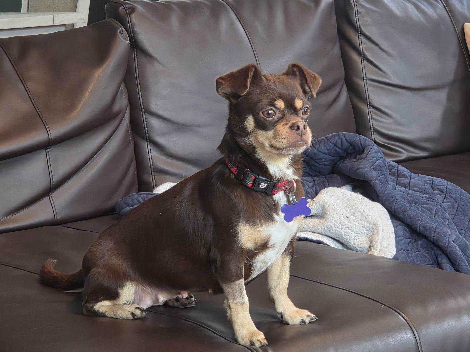 Snickers, Adopted, Adult Female Pekingese & Chihuahua.