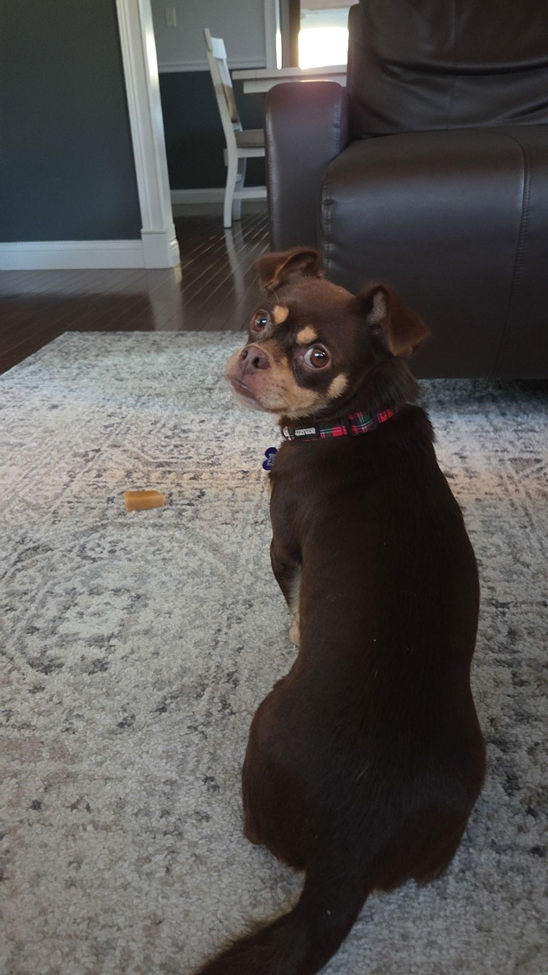 Enlarge Snickers, a Adopted mixed breed in St. Louis, MO image 2/3