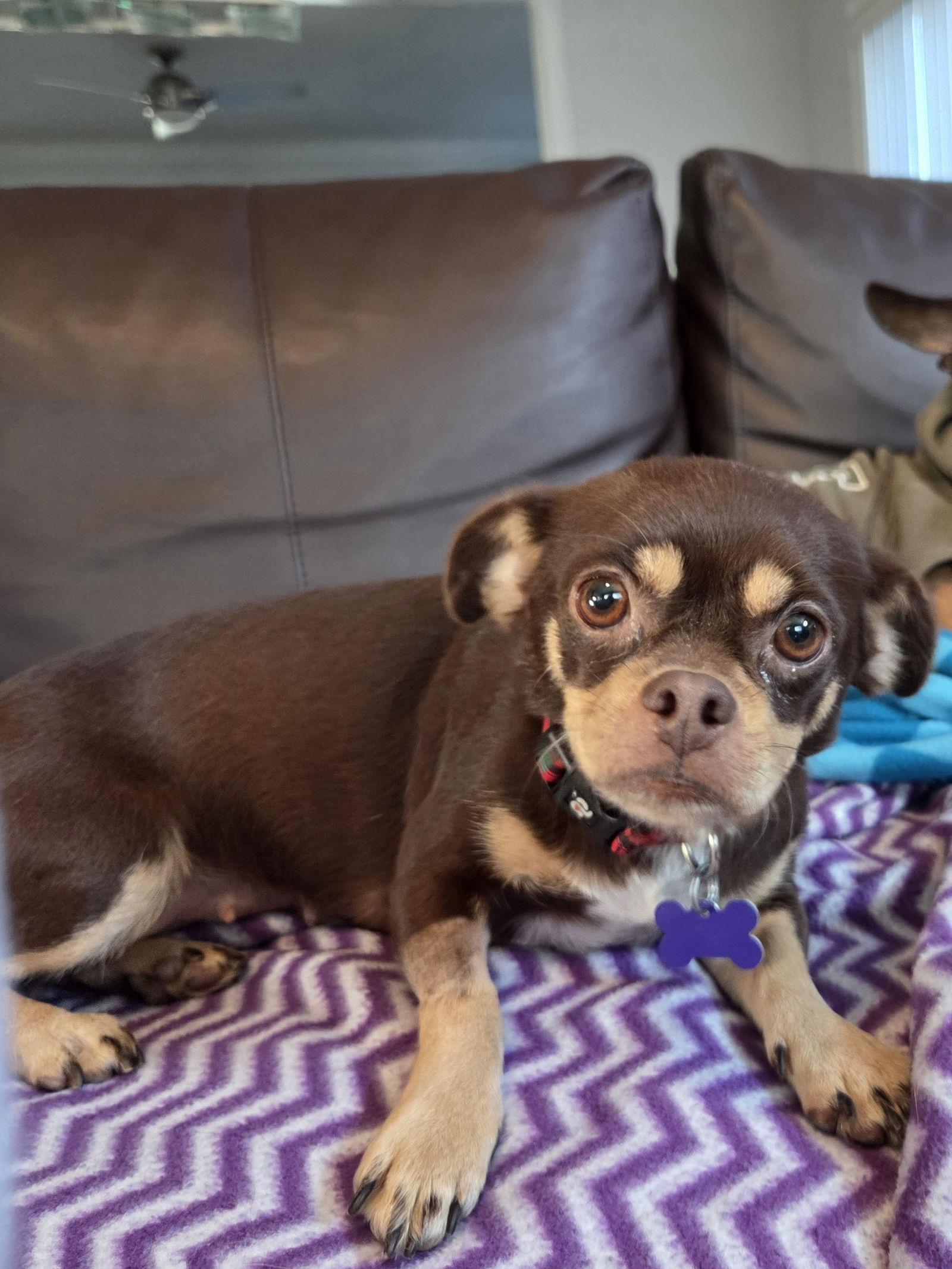 Enlarge Snickers, a Adopted mixed breed in St. Louis, MO image 3/3