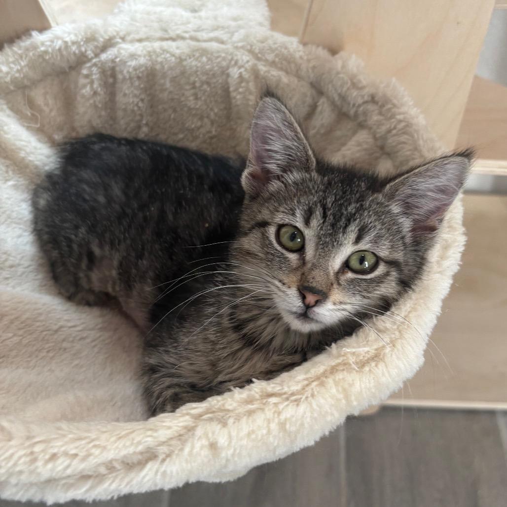 Raspberry 2, Adoptable, Kitten Female Domestic Short Hair.