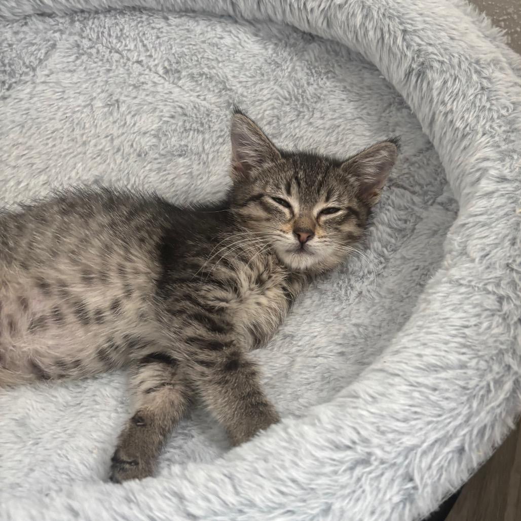 Enlarge Raspberry 2, a Adoptable Domestic Short Hair in Bulverde, TX image 2/3