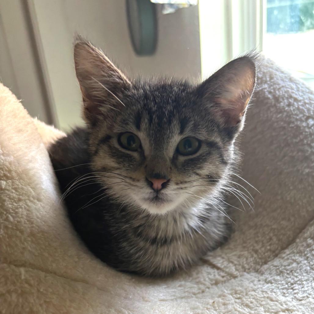 Enlarge Raspberry 2, a Adoptable Domestic Short Hair in Bulverde, TX image 3/3