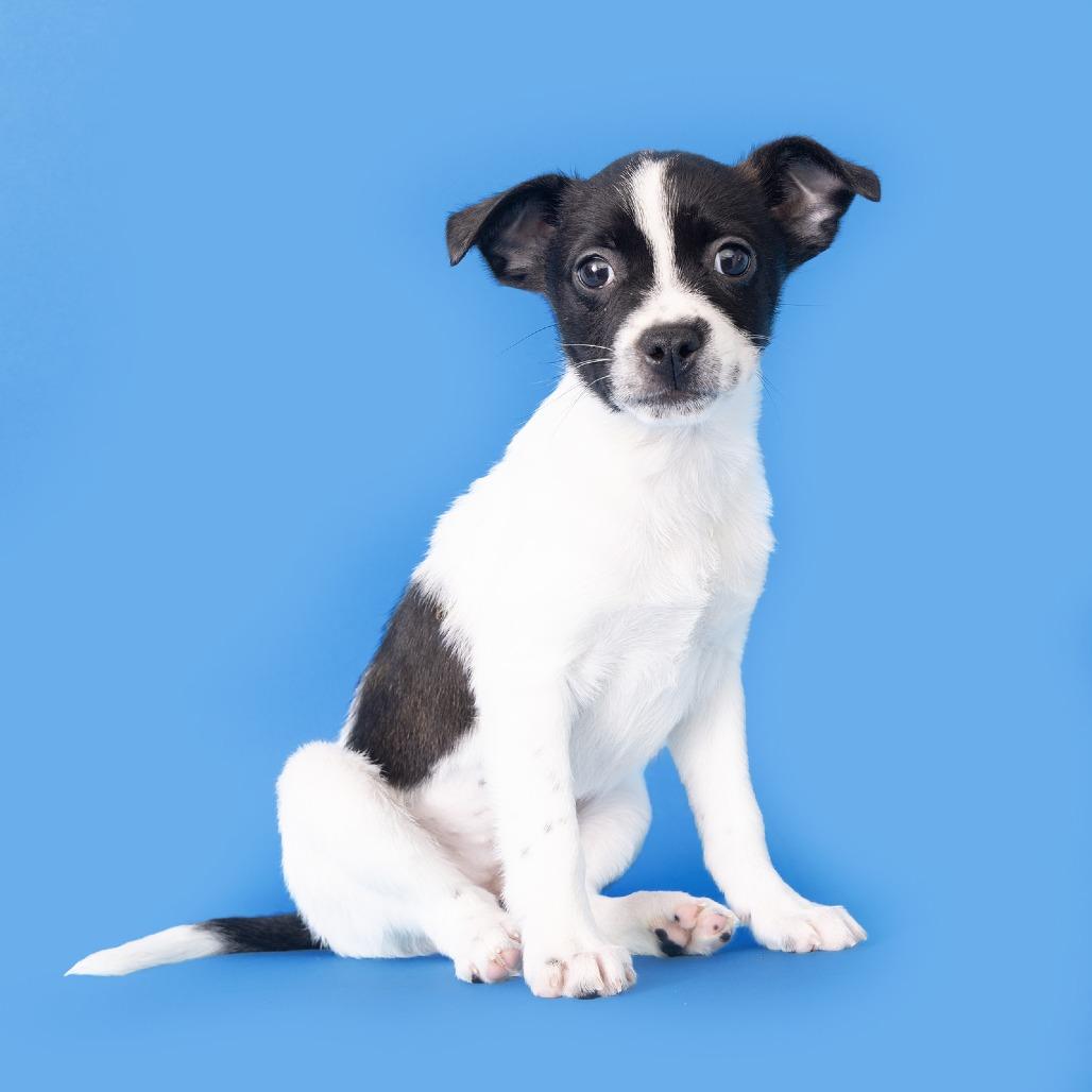 Luna — thumbnail 2