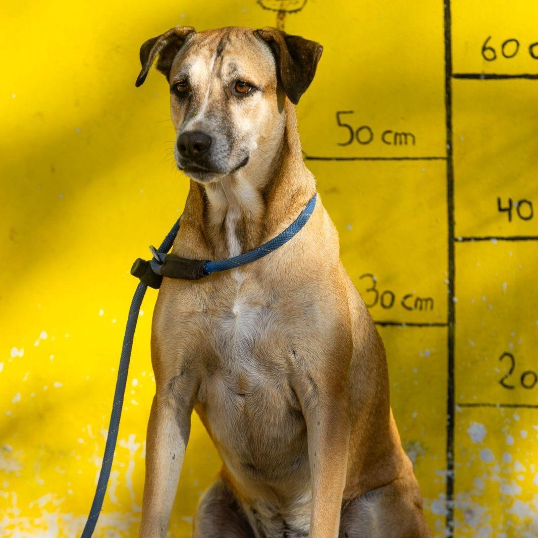Mango, an adopted mixed breed in Williamsburg, ON image 2/6