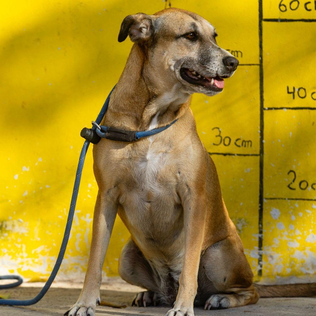 Mango, an adopted mixed breed in Williamsburg, ON image 6/6