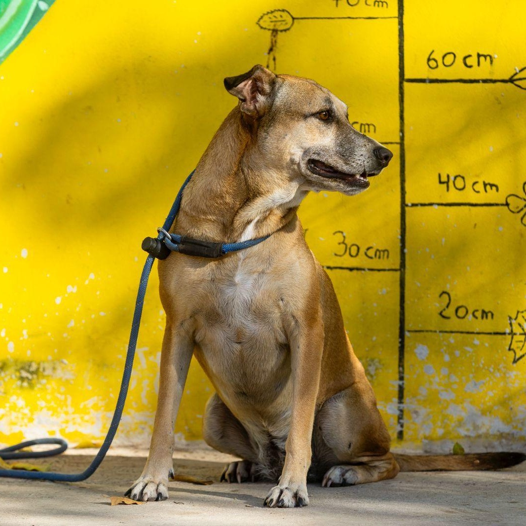 Mango, an adopted mixed breed in Williamsburg, ON image 5/6
