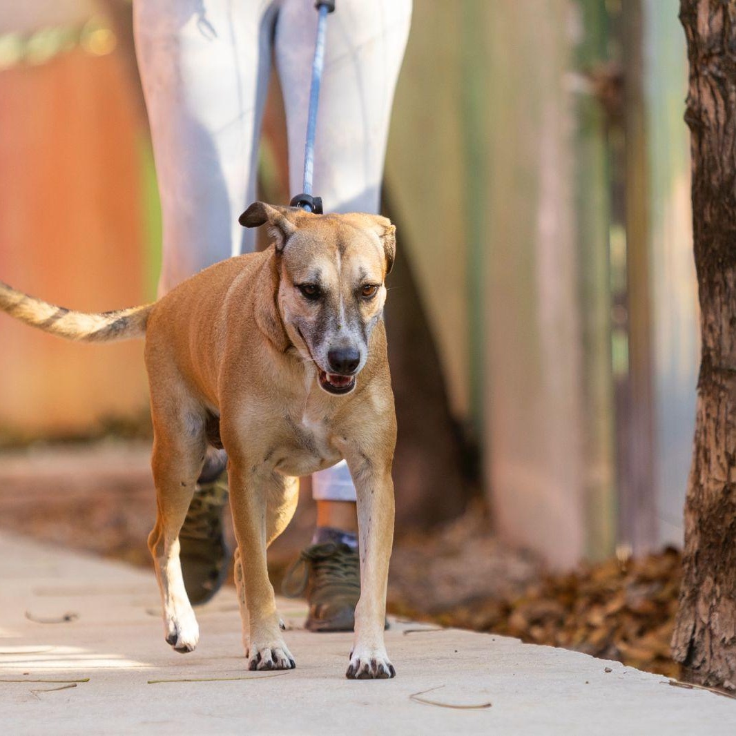 Mango, an adopted mixed breed in Williamsburg, ON image 3/6