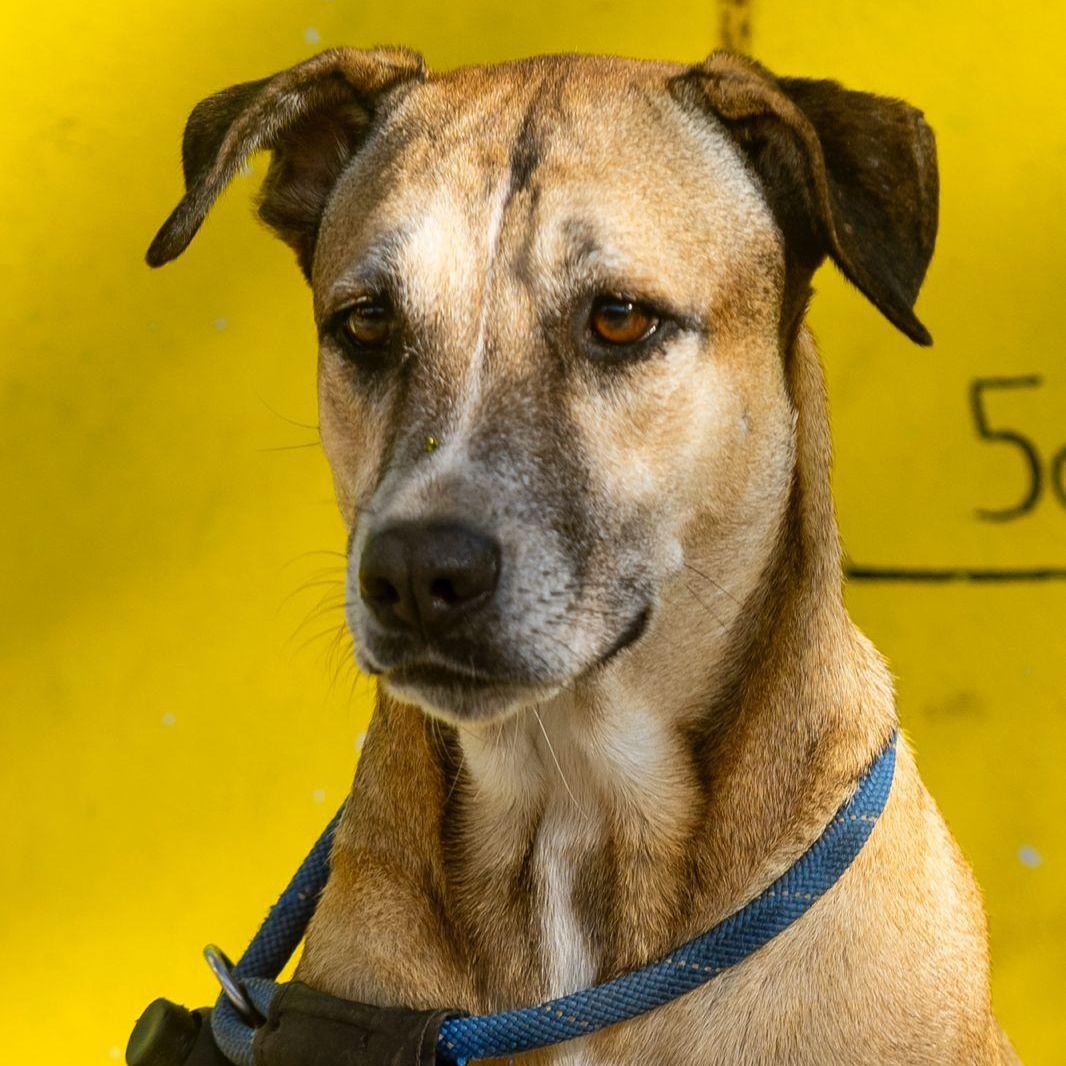 Mango, adopted, Adult Female Black Mouth Cur & Basset Hound.